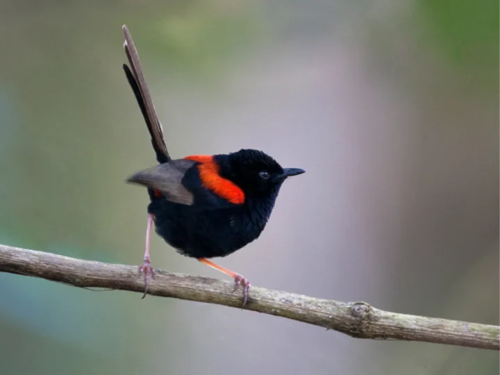 Red-backed Fairywren in Australia showing key identifying features