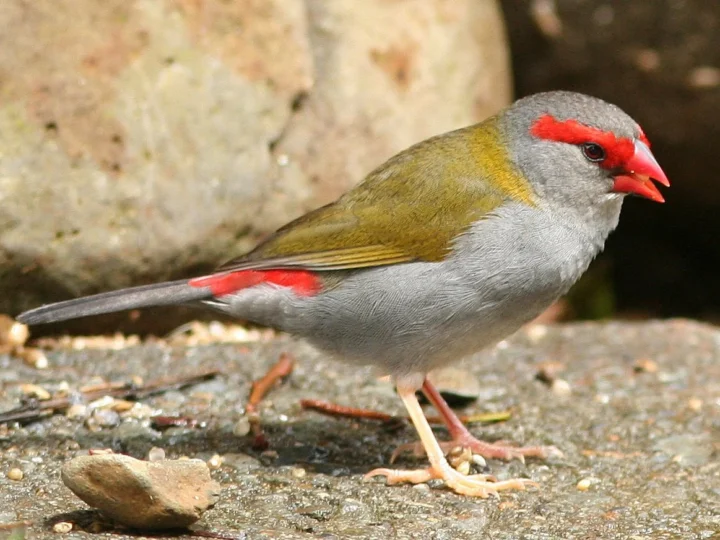 Red-browed Finch in Australia