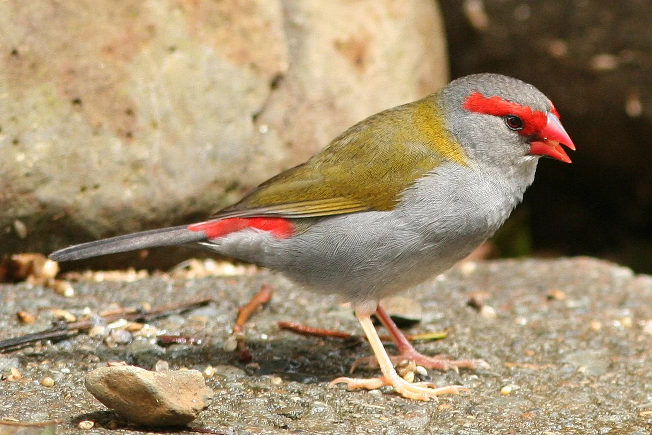 Red-browed Finch in Australia
