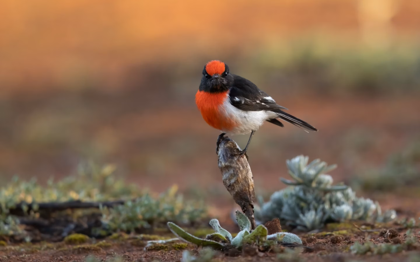 Red-capped Robin in Australia showing key identification features: adult males have a brilliant red cap and breast, black upperparts and crisp white wing markings; females are brown-grey with subtler reddish tones.