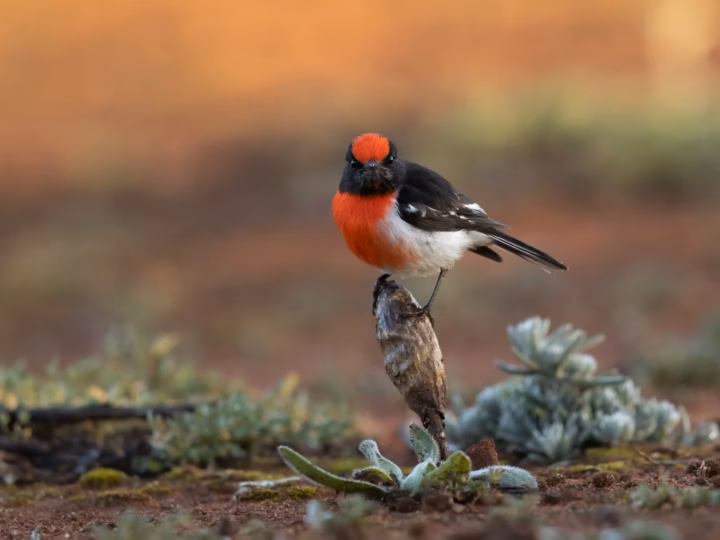 Red-capped Robin in Australia showing key identification features: adult males have a brilliant red cap and breast, black upperparts and crisp white wing markings; females are brown-grey with subtler reddish tones.