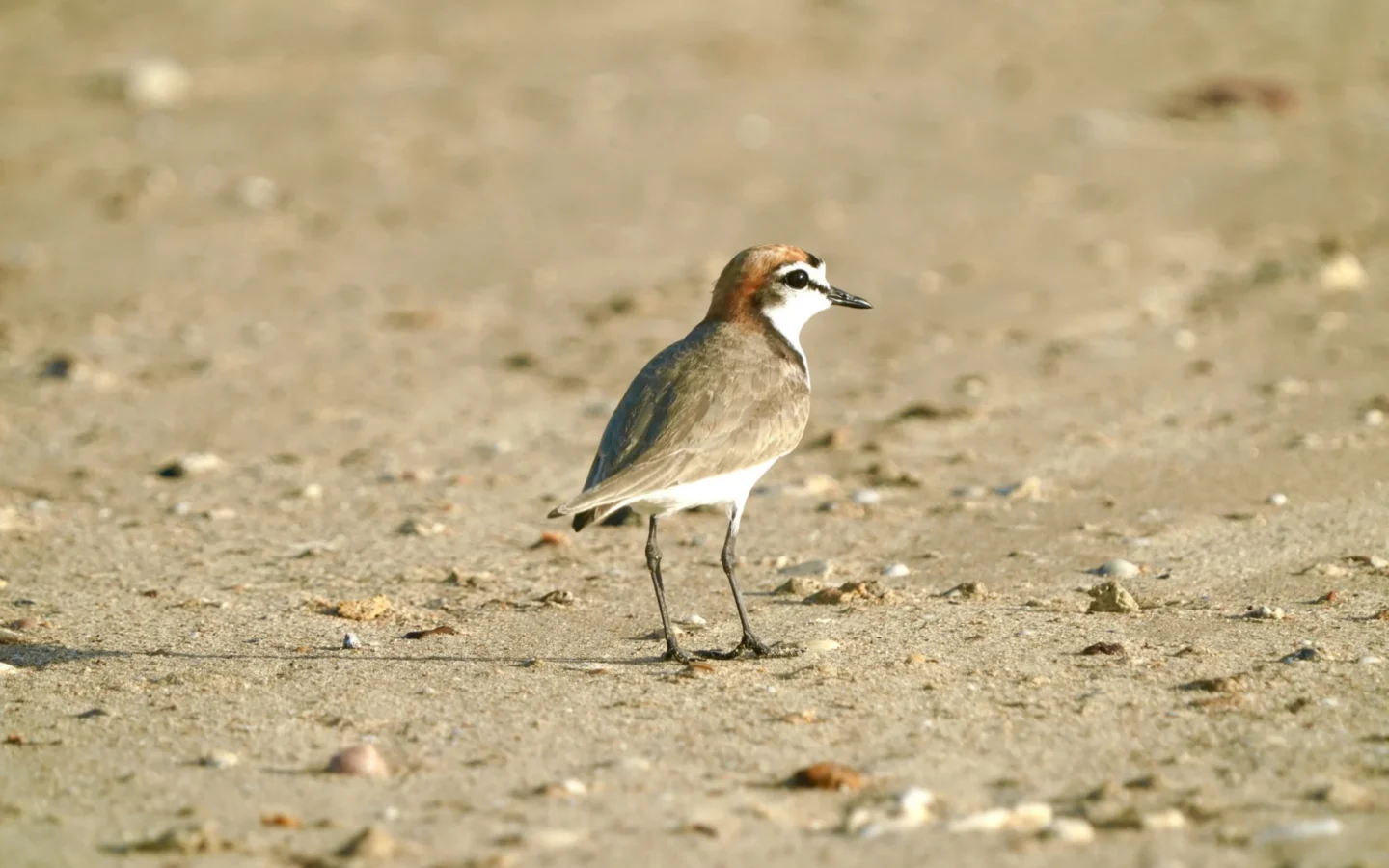 Red-capped Plover showing key identification features