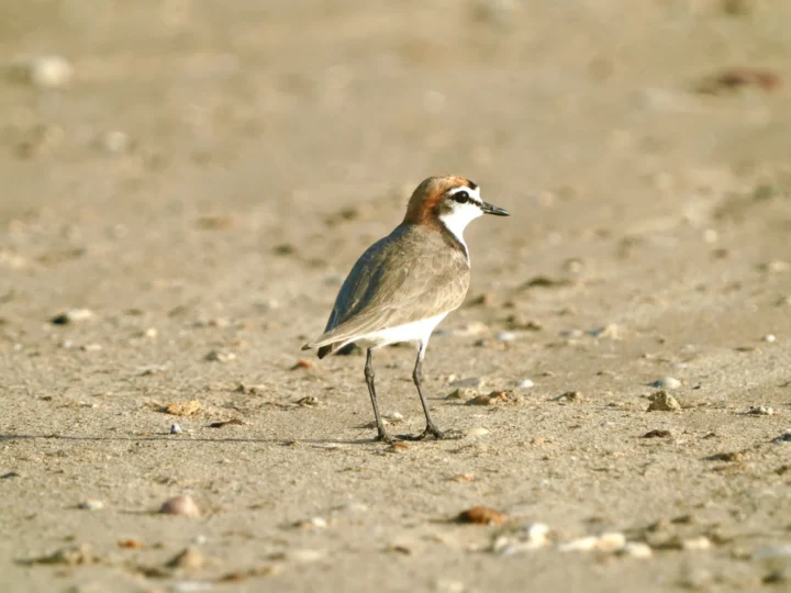 Red-capped Plover showing key identification features