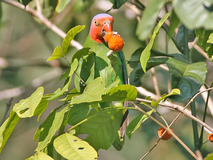 Red-cheeked Parrot in Australia showing key identification features