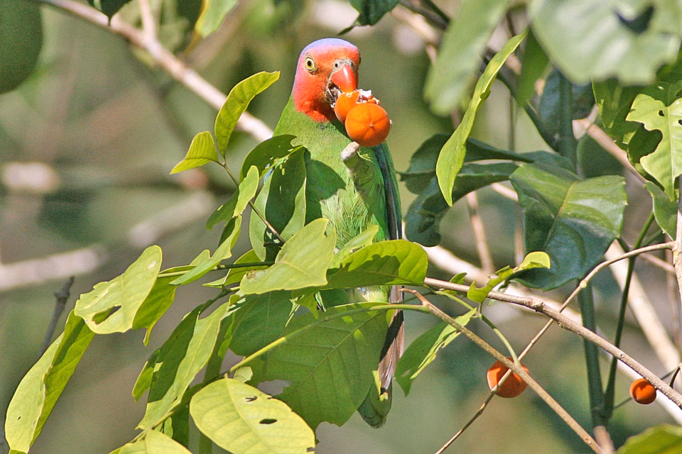 Red-cheeked Parrot in Australia showing key identification features