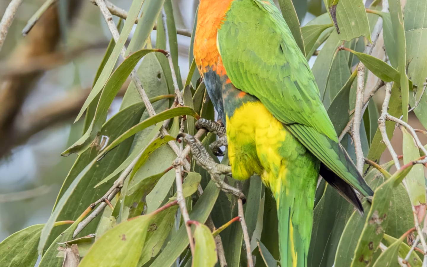 Red-collared Lorikeet in Australia showing key identification features: a colourful lorikeet similar to a Rainbow Lorikeet but with a strong red-orange collar and nape, especially conspicuous around the neck.