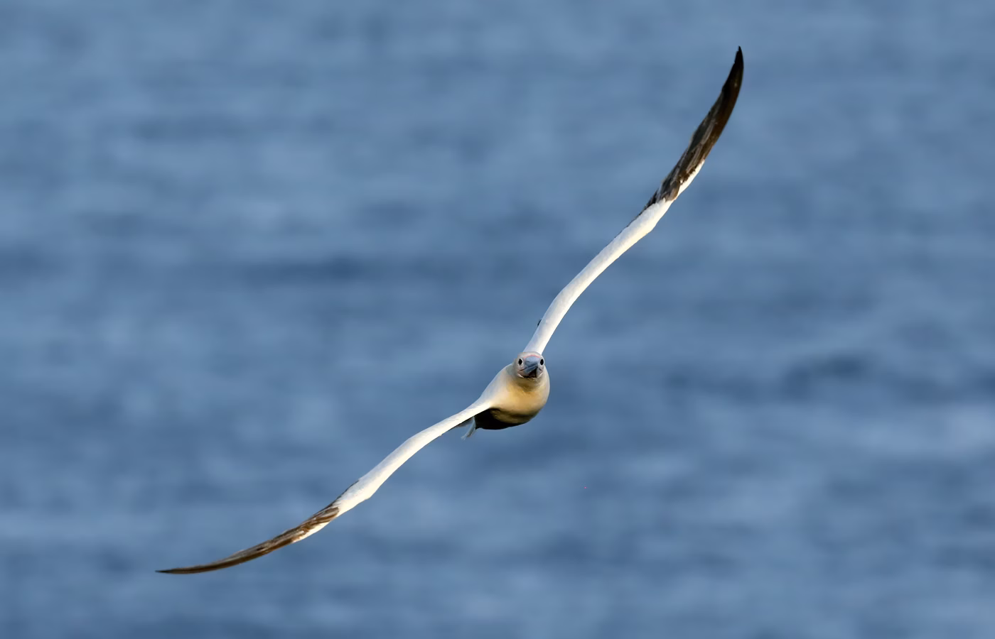 Red-footed Booby in flight, showing its long wings and streamlined seabird shape