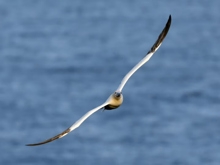 Red-footed Booby in flight, showing its long wings and streamlined seabird shape