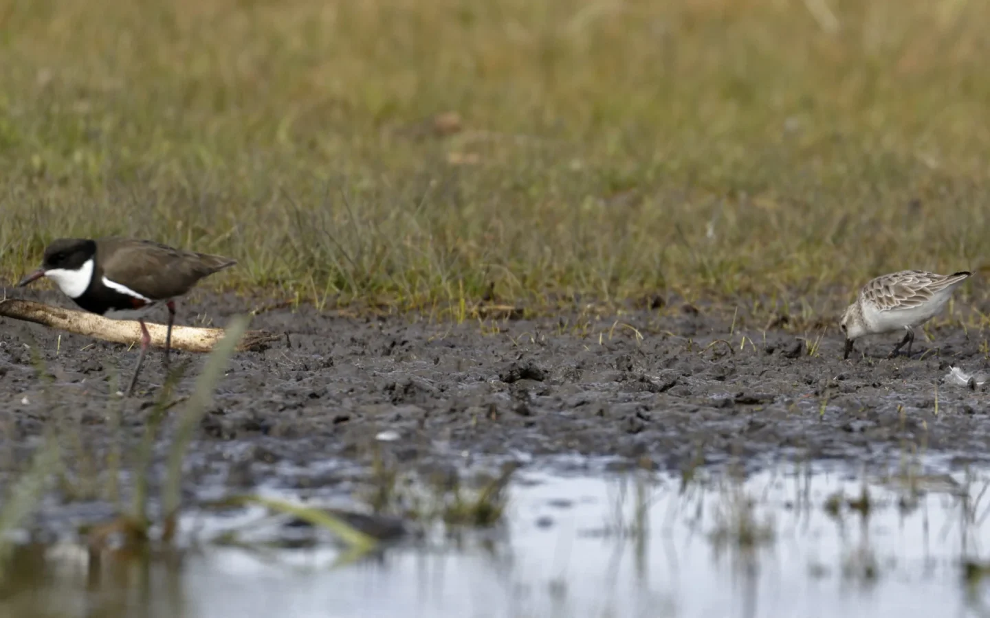 Red-kneed Dotterel showing key identification features