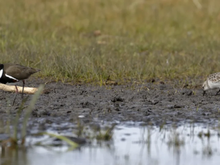 Red-kneed Dotterel showing key identification features