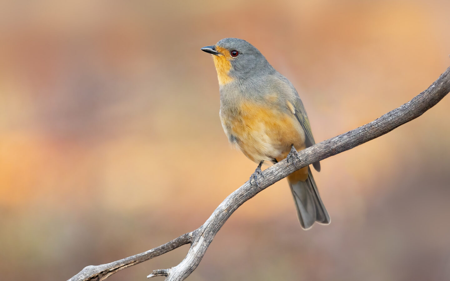 Red-lored Whistler showing the male's grey-olive body, red throat and lores and dark breast band; females are much duller