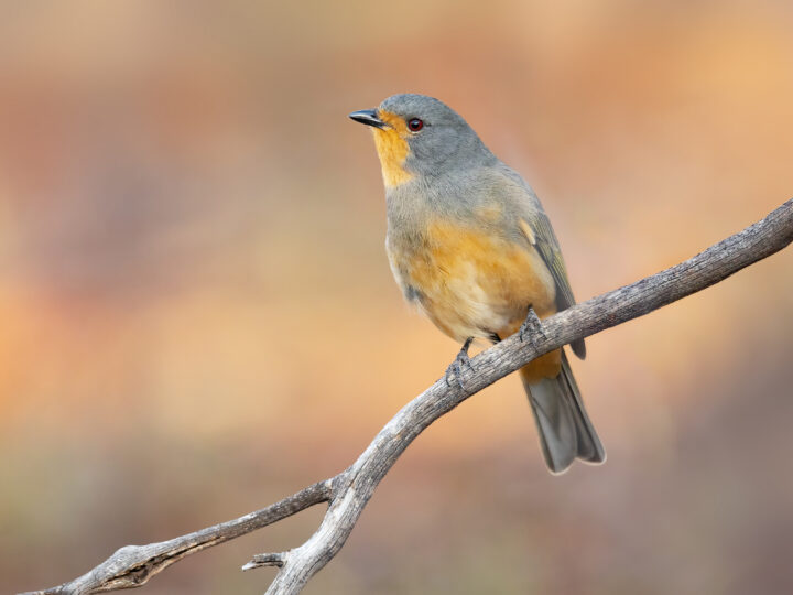 Red-lored Whistler showing the male's grey-olive body, red throat and lores and dark breast band; females are much duller