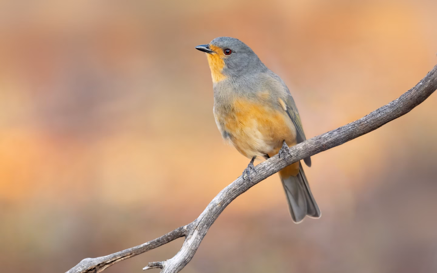 Red-lored Whistler showing the male's grey-olive body, red throat and lores and dark breast band; females are much duller