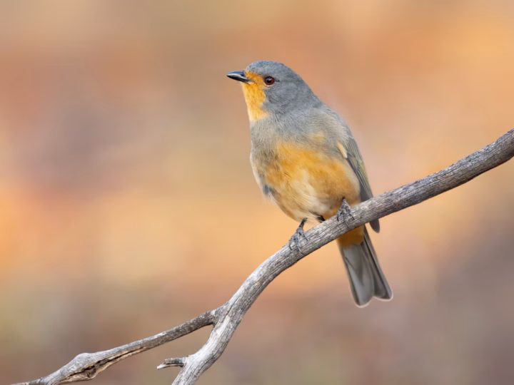 Red-lored Whistler showing the male's grey-olive body, red throat and lores and dark breast band; females are much duller