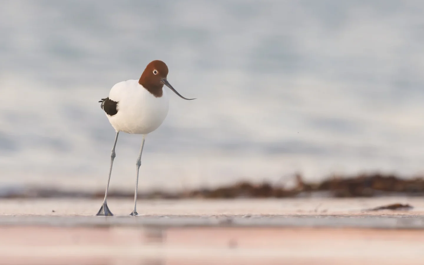 Red-necked Avocet showing key identification features