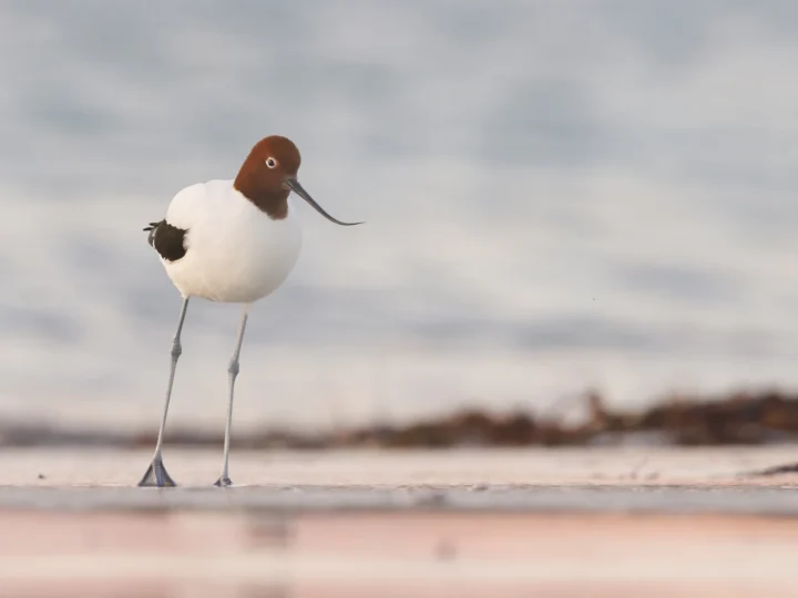 Red-necked Avocet showing key identification features