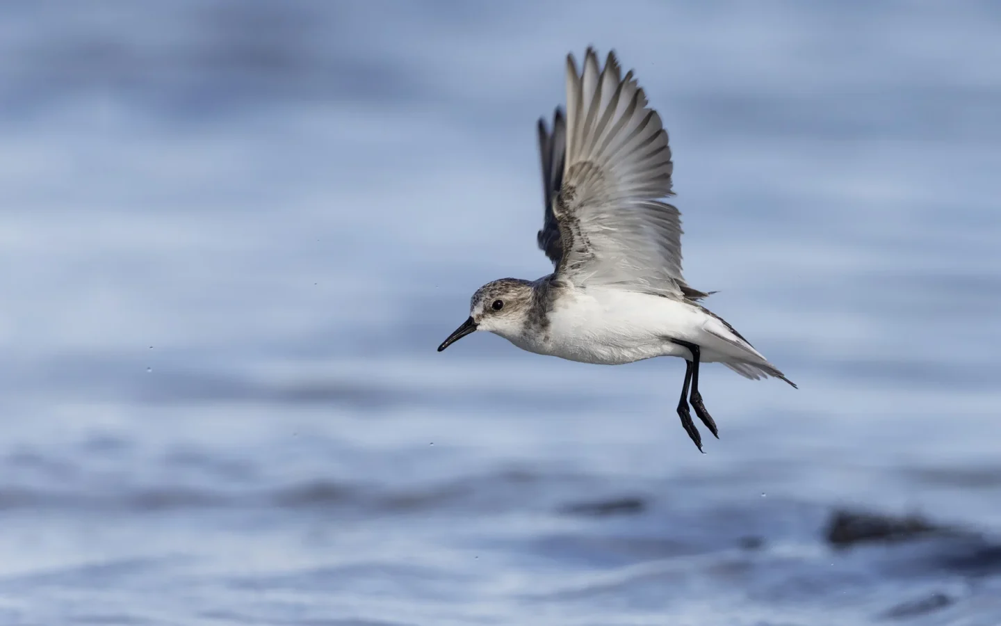 Red-necked Stint showing key identification features