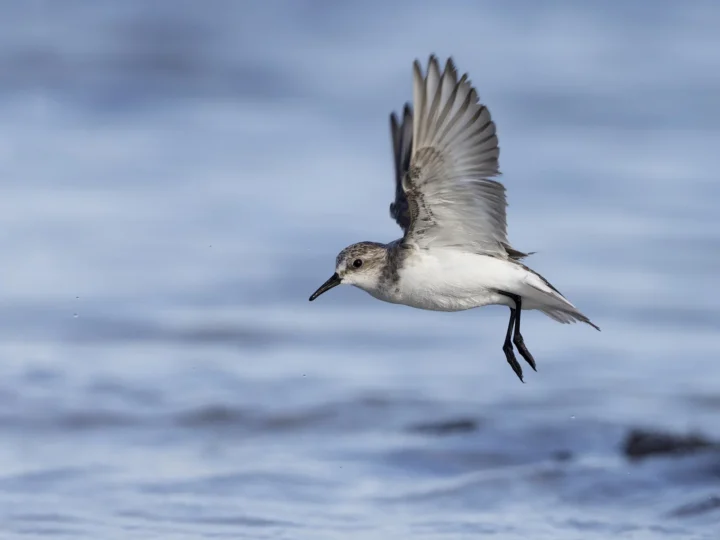 Red-necked Stint showing key identification features
