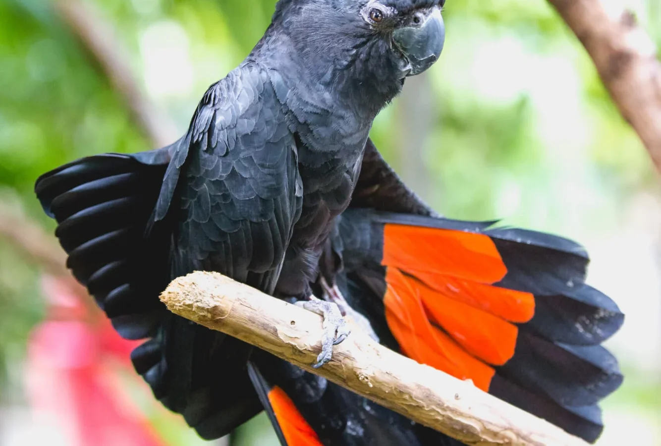 Red-tailed Black-Cockatoo in Australia