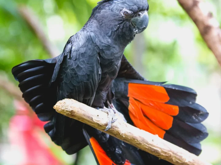 Red-tailed Black-Cockatoo in Australia
