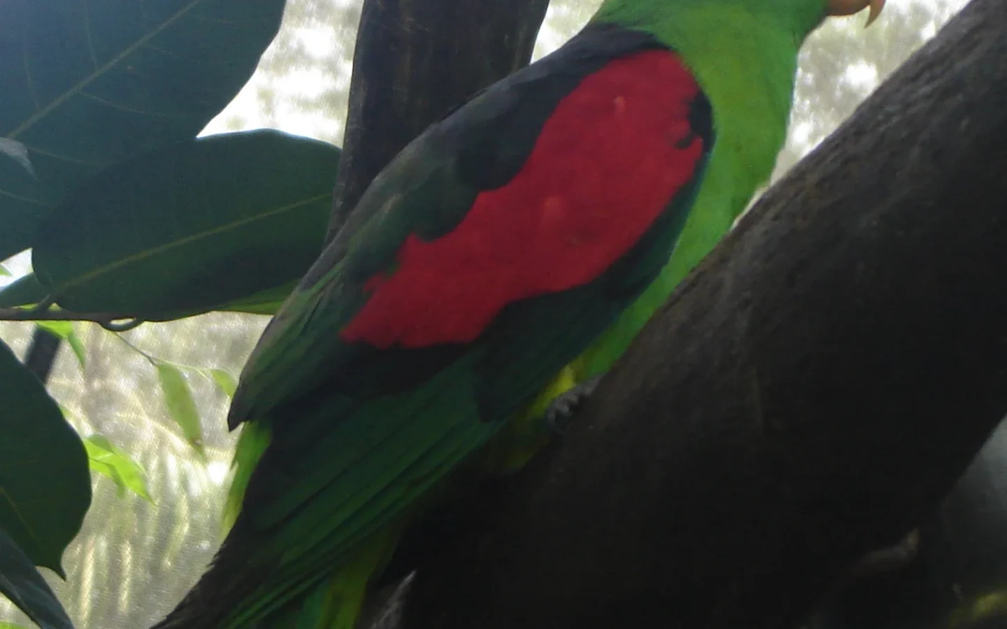 Red-winged Parrot in Australia