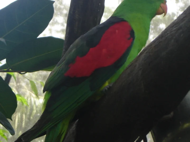 Red-winged Parrot in Australia