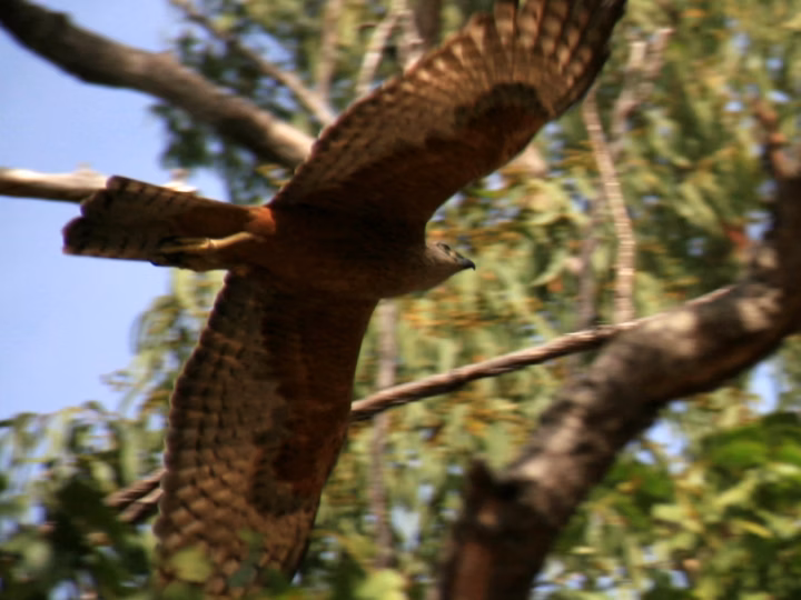 Red Goshawk showing large powerful goshawk with rich rufous underparts, heavy streaking and long broad wings
