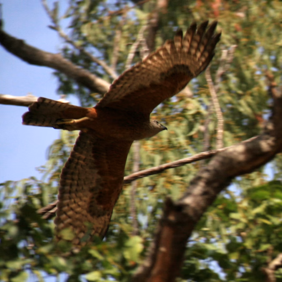 Red Goshawk showing large powerful goshawk with rich rufous underparts, heavy streaking and long broad wings