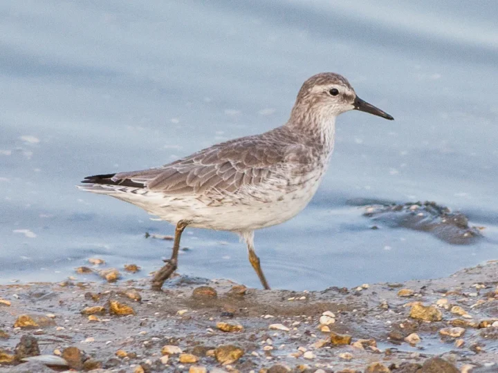 Red Knot showing key identification features