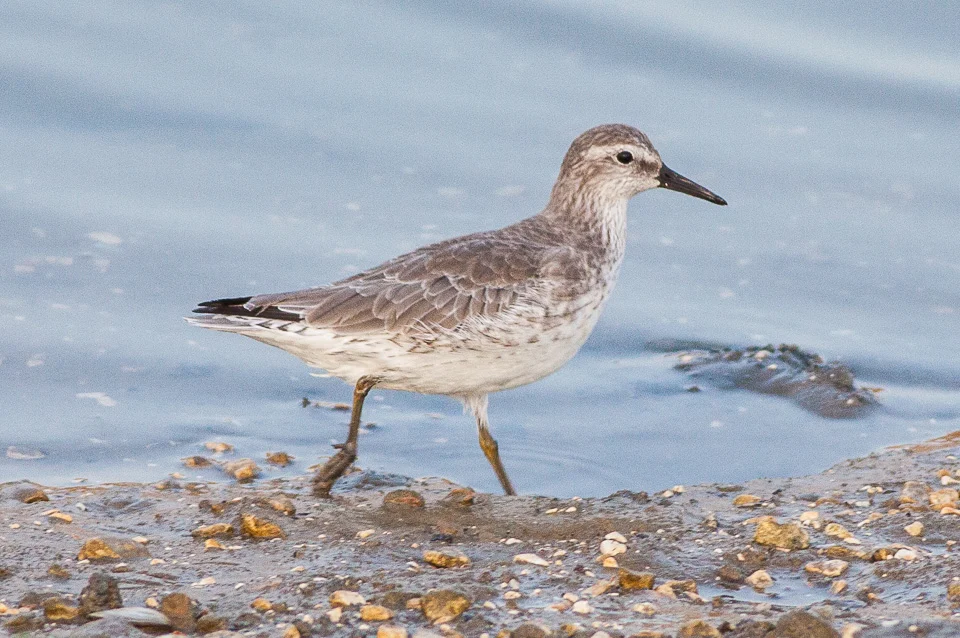 Red Knot showing key identification features