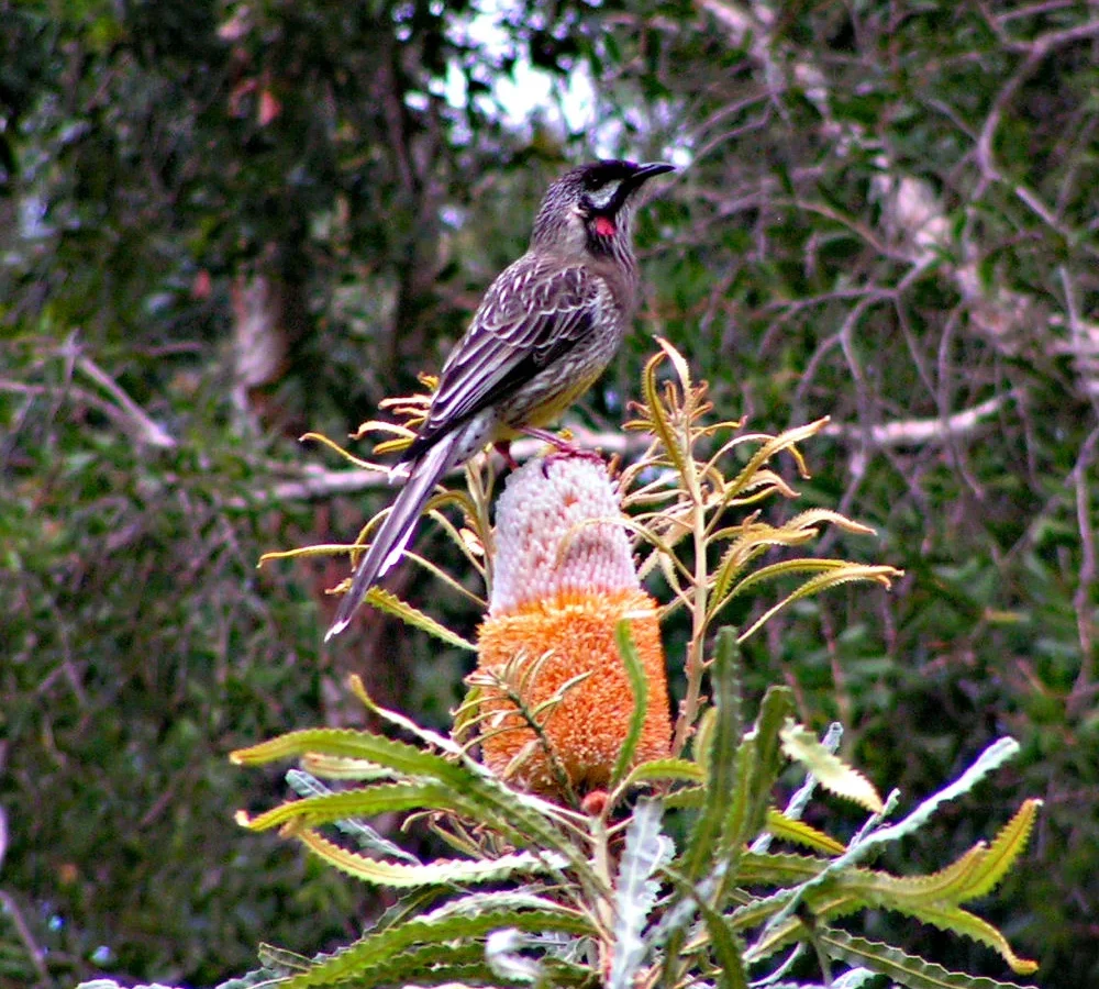 Red Wattlebird with grey-brown streaked plumage and red neck wattles