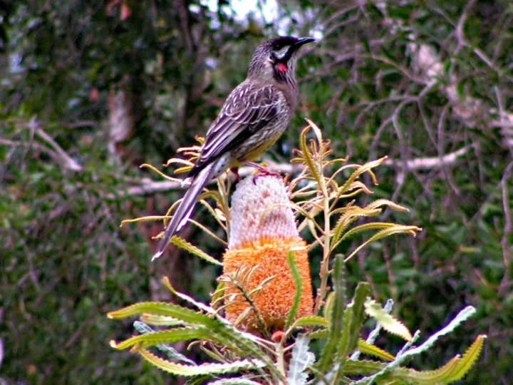 Red Wattlebird with grey-brown streaked plumage and red neck wattles
