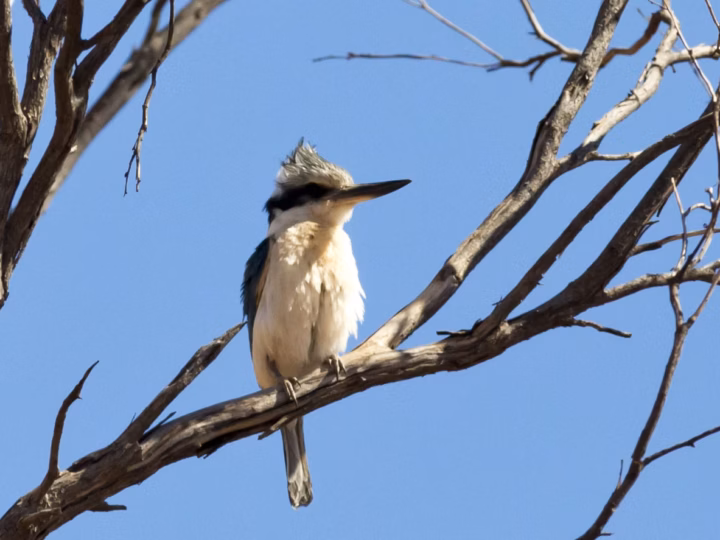 Red-backed Kingfisher showing blue-green wings, rusty-red back and rump, pale head and strong dark bill