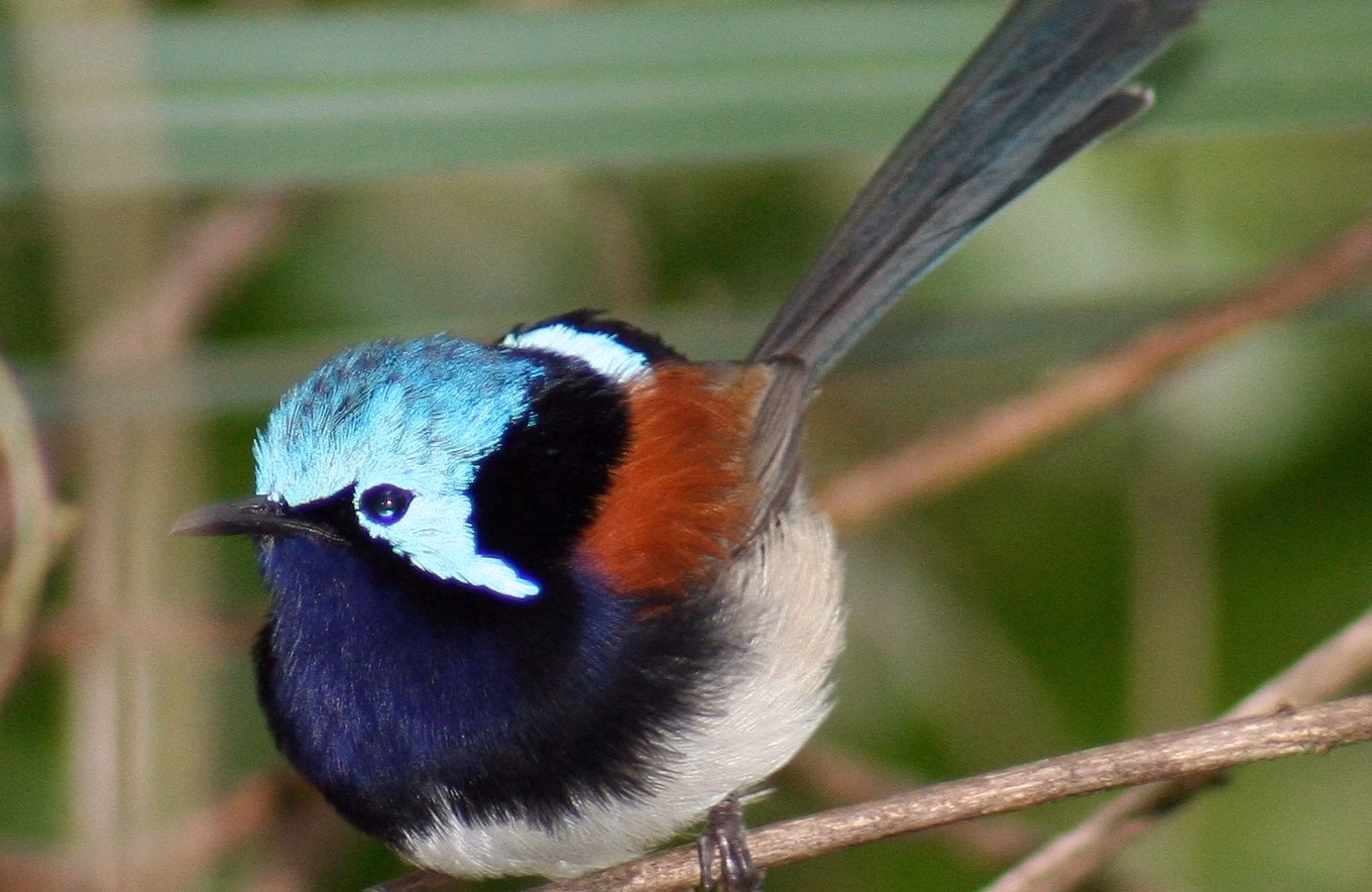 Red-winged Fairywren in Australia showing key identification features: breeding males combine blue and black with rich chestnut-red wings and back; females and non-breeding birds are much browner.