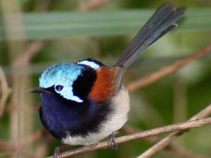 Red-winged Fairywren in Australia showing key identification features: breeding males combine blue and black with rich chestnut-red wings and back; females and non-breeding birds are much browner.