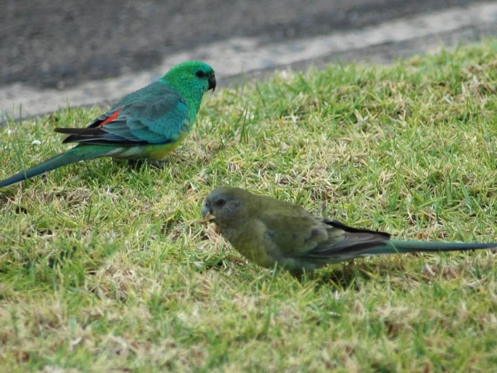 Red-rumped Parrot in Australia