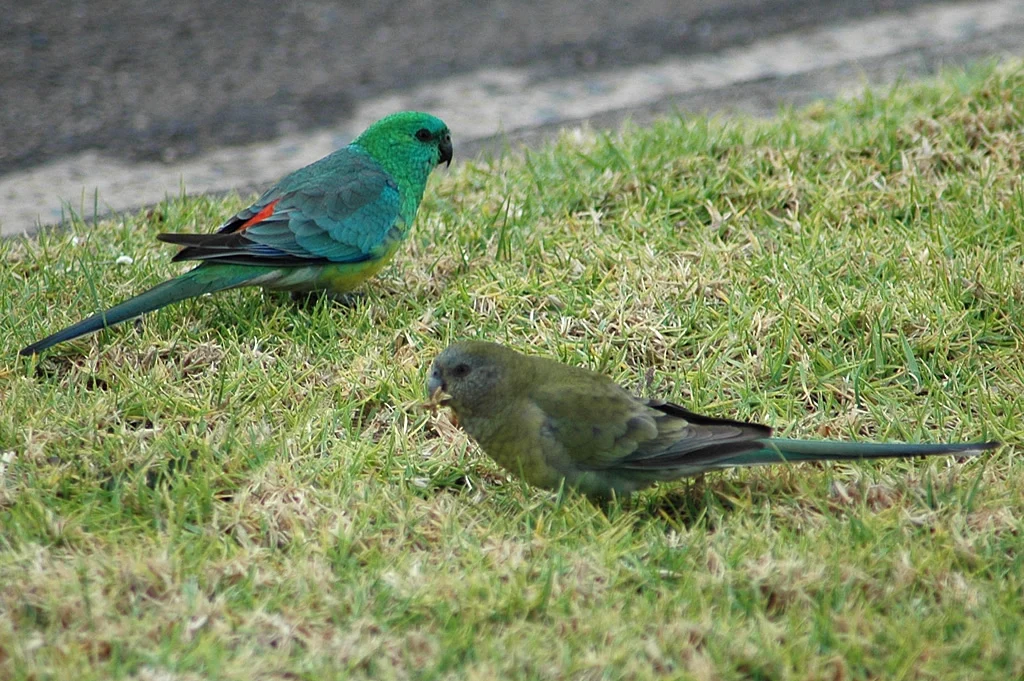 Red-rumped Parrot in Australia
