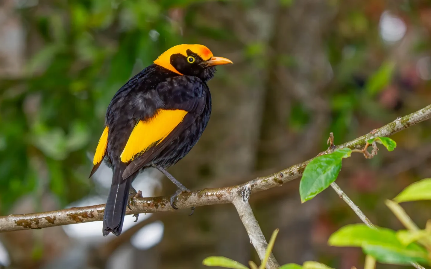 Regent Bowerbird in Australia showing key identification features