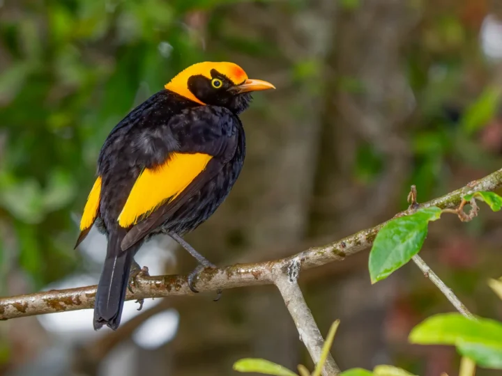 Regent Bowerbird in Australia showing key identification features