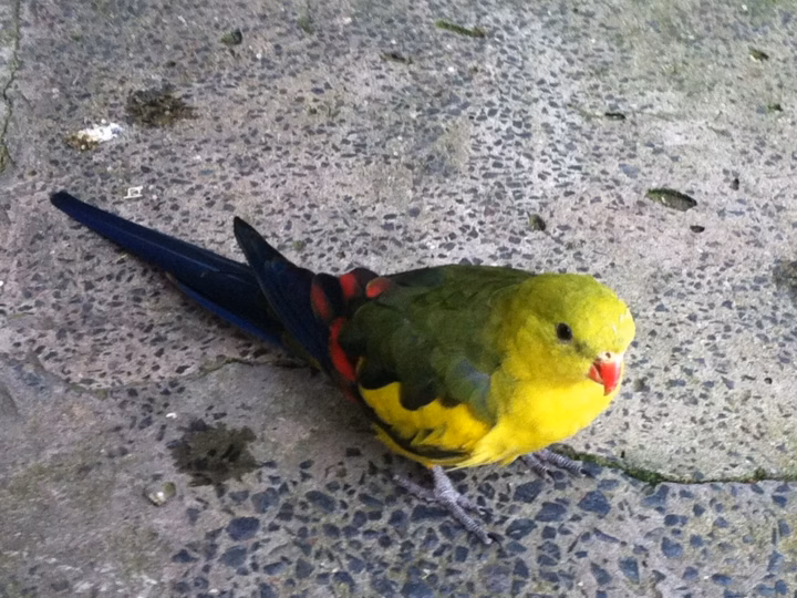 Regent Parrot in Australia showing key identification features: long-tailed yellow-green parrot; adult males are brighter yellow with dark wings and a red wing patch, while females are greener and duller.