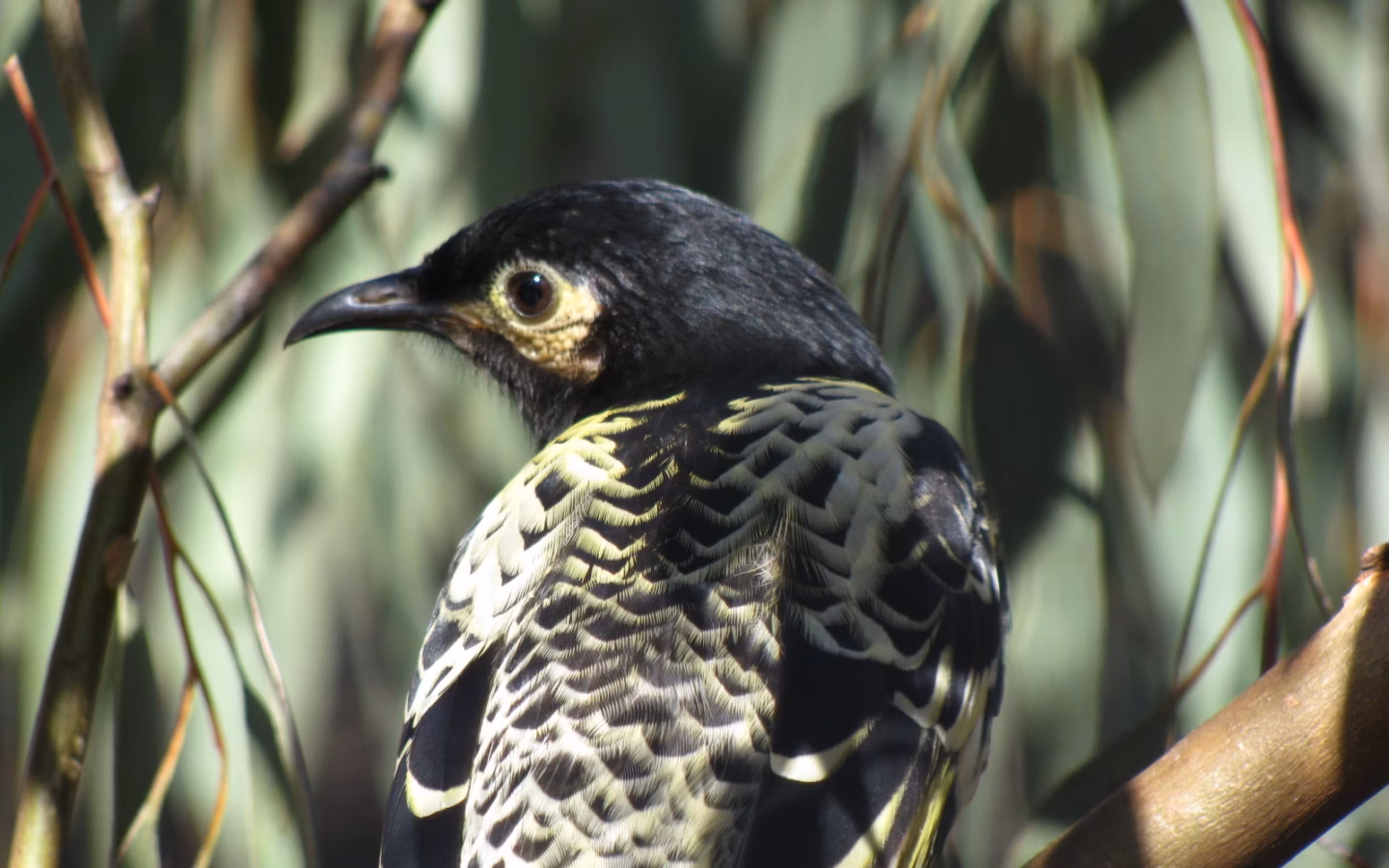 Regent Honeyeater showing striking black, yellow and white plumage with a scalloped body pattern and bold yellow wing and tail panels