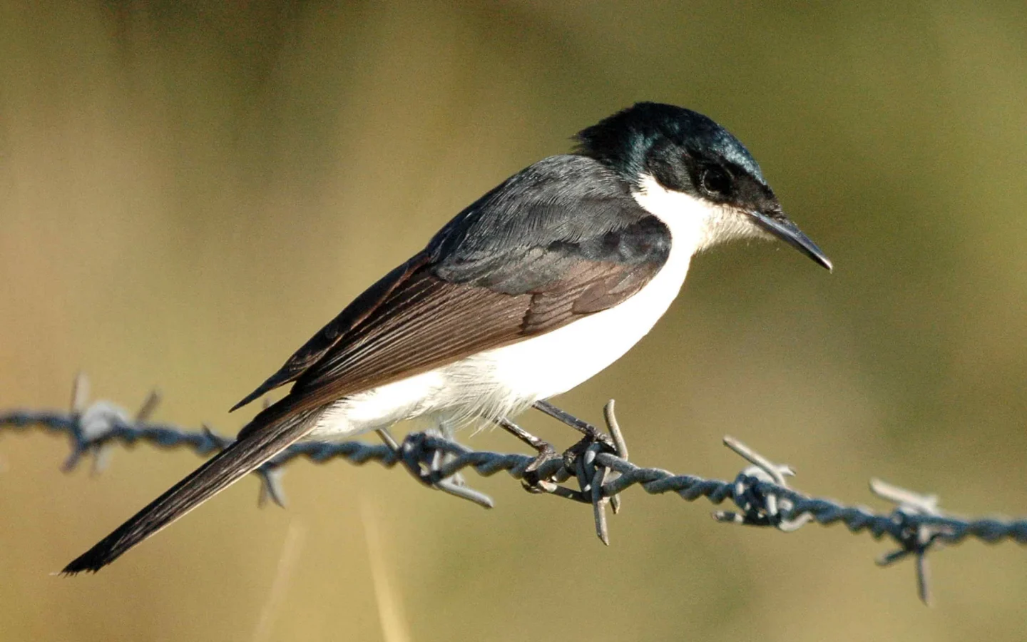 Restless Flycatcher in Australia showing key identifying features