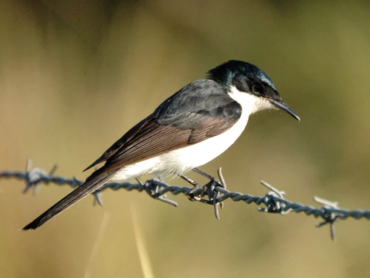 Restless Flycatcher in Australia showing key identifying features