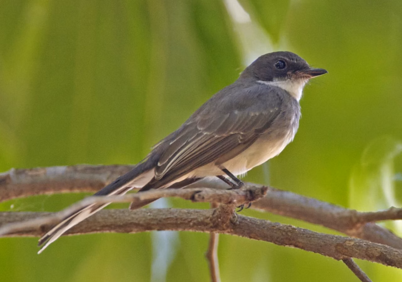 Northern Fantail showing grey-brown upperparts, pale underparts, broad fanned tail and active flycatching