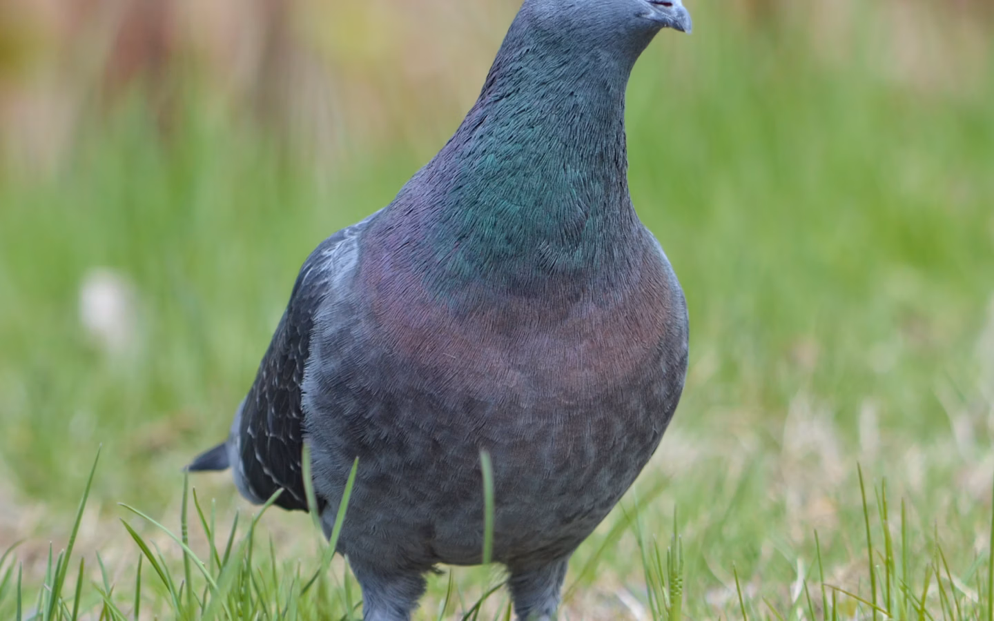 Rock Dove showing stocky pigeon shape, broad chest and highly variable feral plumage