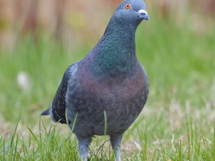 Rock Dove showing stocky pigeon shape, broad chest and highly variable feral plumage