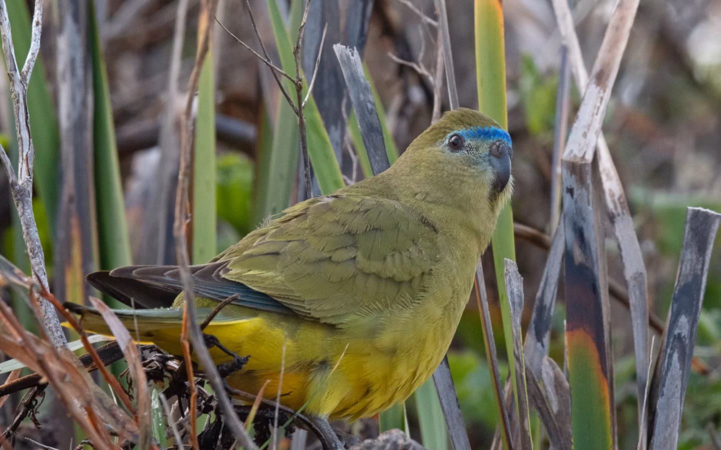 Rock Parrot in Australia showing key identification features: compact olive-green parrot with blue on the forehead and face, yellowish underparts and a low, ground-feeding profile.