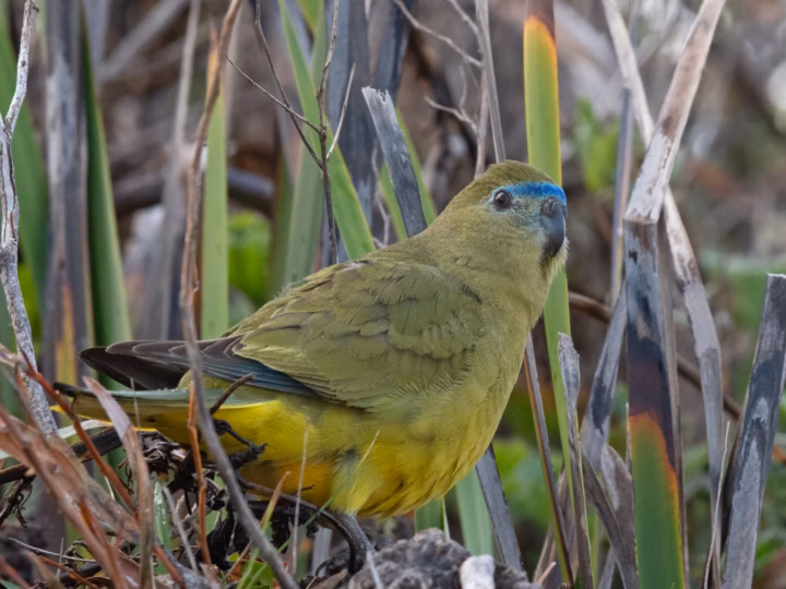 Rock Parrot in Australia showing key identification features: compact olive-green parrot with blue on the forehead and face, yellowish underparts and a low, ground-feeding profile.