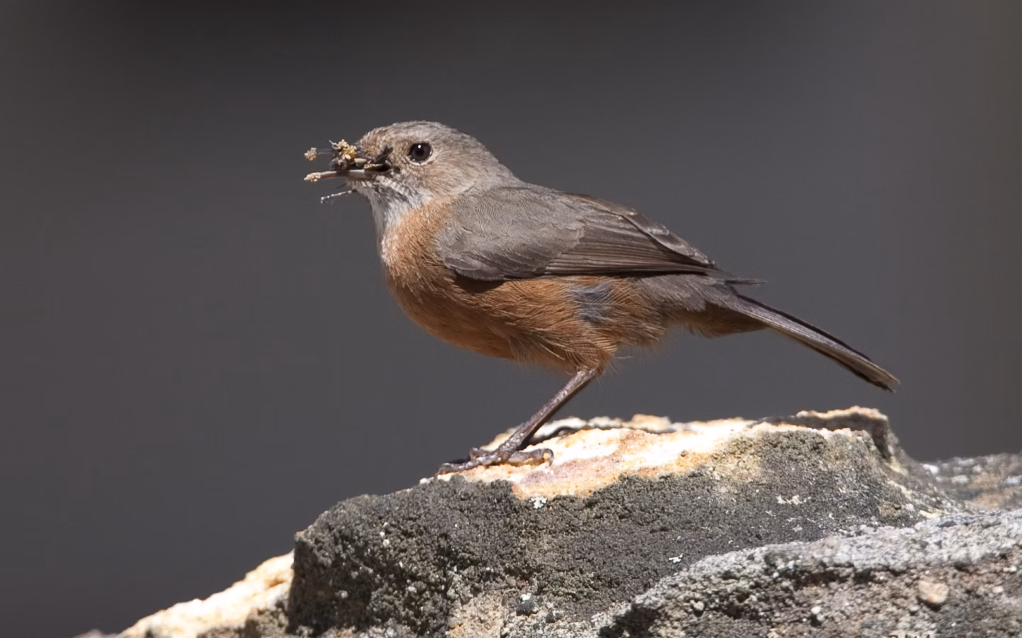 Rockwarbler showing key identification features