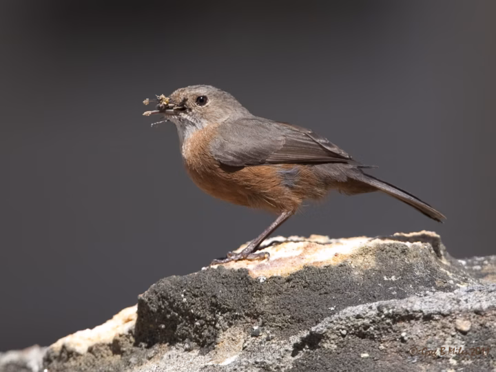 Rockwarbler showing key identification features